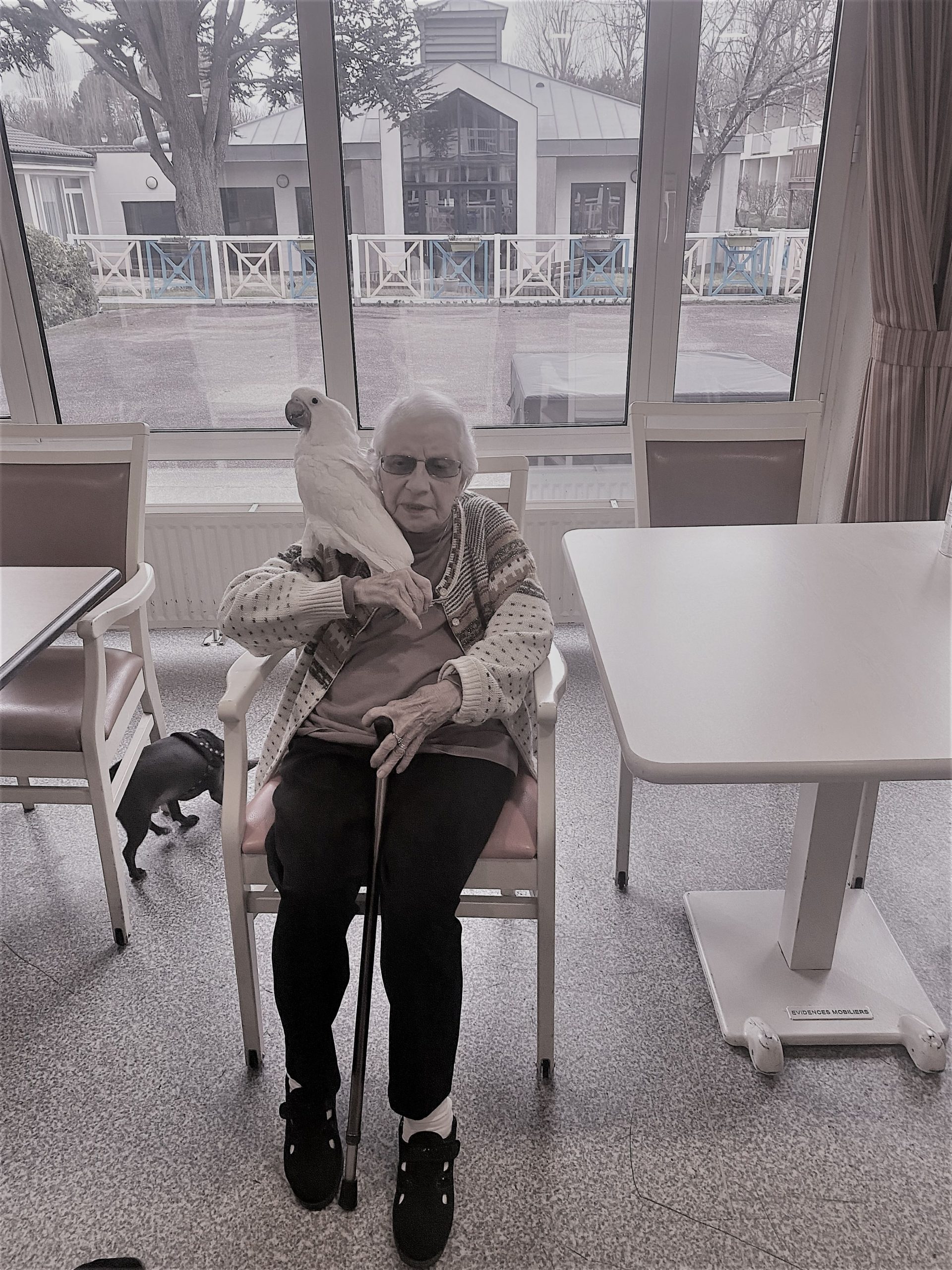Première rencontre avec un perroquet