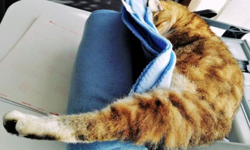 Le chat de La Résidence du Château