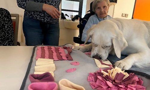 Le chien de la médiation animale et son tapis de fouille
